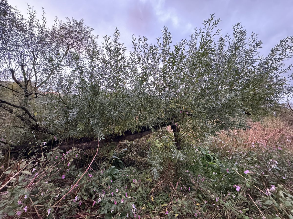 Beaverbaz's tweet photo. A tree taken down by a Beaver 9 months ago vs how the tree looks now. The effects of Coppicing are clear to see, what looks like the end of the trees life is actually just the start of a new chapter that benefits so much wildlife
@RewildScotland @ScotsBeavers @ForthRiversT https://t.co/DO74I4rJY5