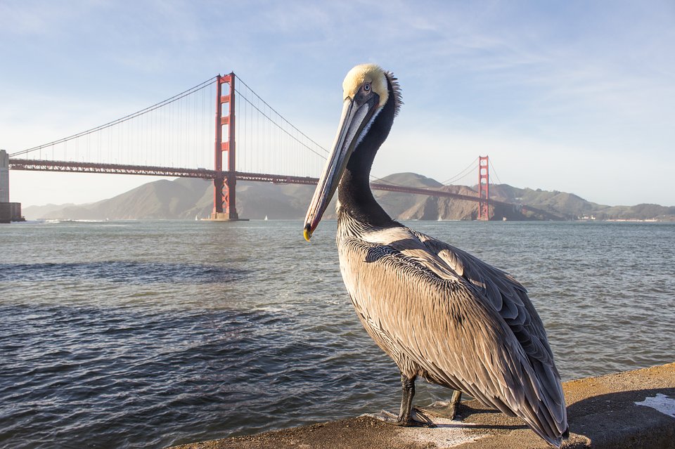 RedcapVGC's tweet image. Check out my team for Louisville.