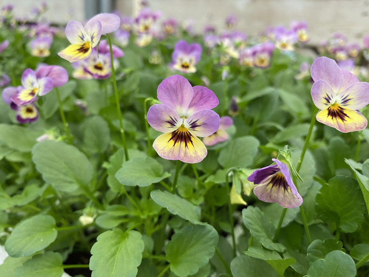 MountFolly's tweet photo. Winter pansies grown hardy for cold weather, in trays of 24 plants, £7.99 per tray  ❤️🌸

Visit us in Southwick Road, North Boarhunt, near Wickham, Fareham, PO17 6JH, Open Mon – Sat 9am – 5pm, 01329 832294, https://t.co/QwCjYsI1vq 

#grownwithlove #grownlocal #beddingplants https://t.co/pDn8sBOGHw