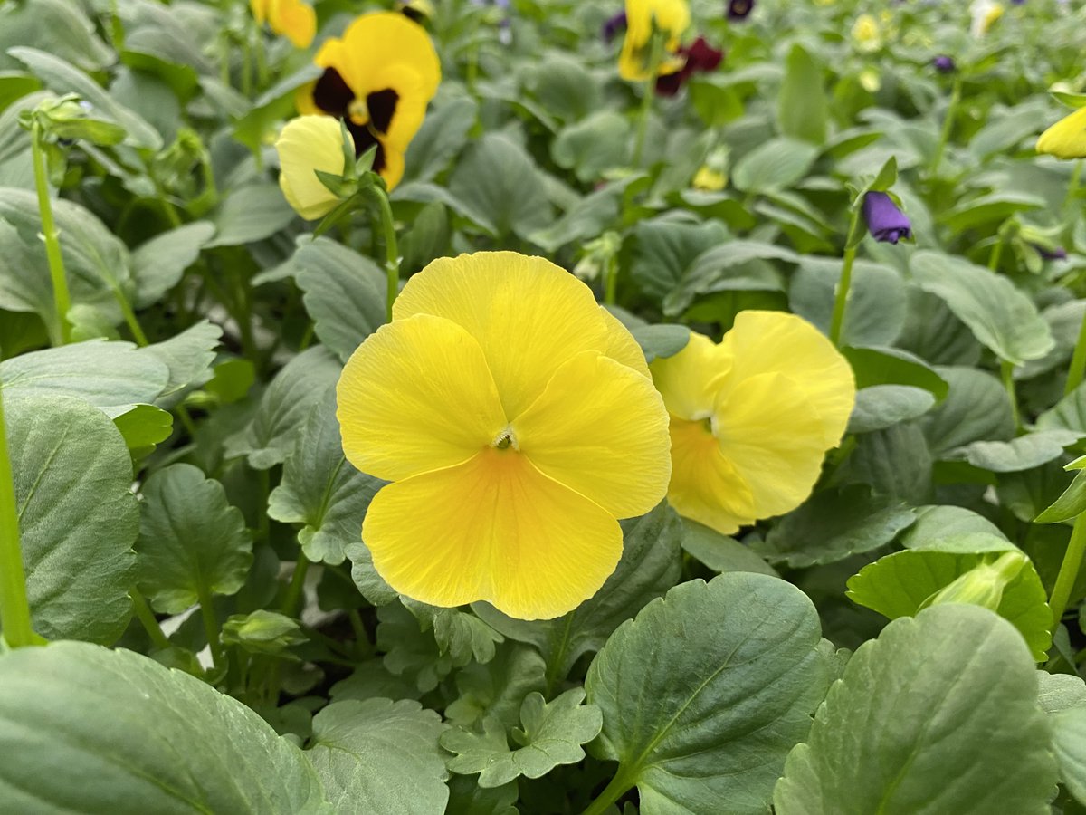 Winter pansies grown hardy for cold weather, in trays of 24 plants, £7.99 per tray  ❤️🌸

Visit us in Southwick Road, North Boarhunt, near Wickham, Fareham, PO17 6JH, Open Mon – Sat 9am – 5pm, 01329 832294, mountfolly.co.uk/garden-plants/… 

#grownwithlove #grownlocal #beddingplants