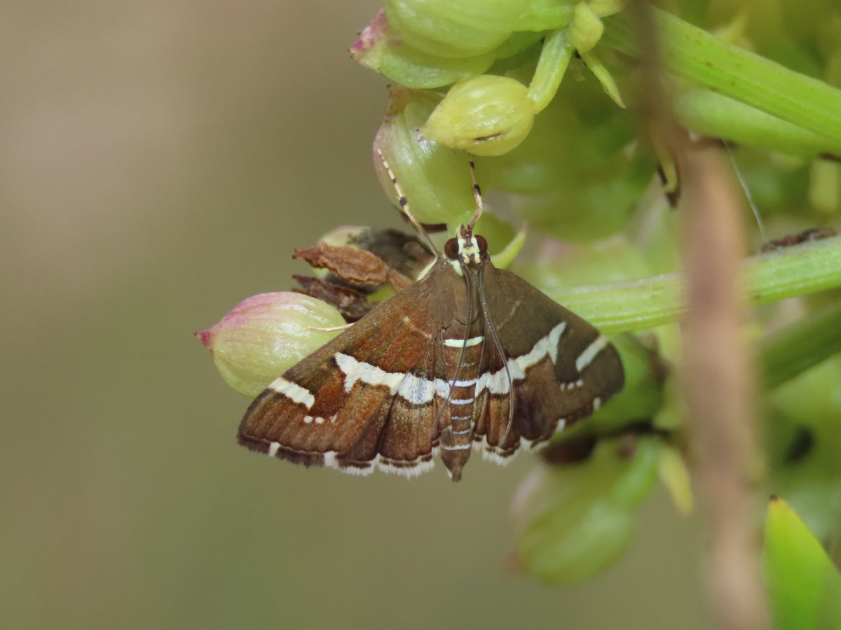 Spoladea recurvalis was not the pyrale I was hoping to kick up this lunchtime on the beach, but I will take it.