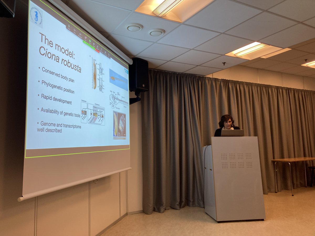 mchlab's tweet photo. Emanuela is followed by the one and only @FRistoratore from @SznDohrn ! She is telling us about the effects of underwater noise on the development of Ciona robusta. Very interesting set of morphological and behavioral experiments by Mena and Nietta @jpioceans @deuteronoise https://t.co/wnQi6mflSN