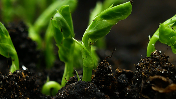 Risks to organizational cultures during M&amp;A processes are real—especially transnationally. See how Deloitte helped ensure a smooth integration for this cross-border agribusiness acquisition. #DeloitteRippleEffect deloi.tt/47HoAx3