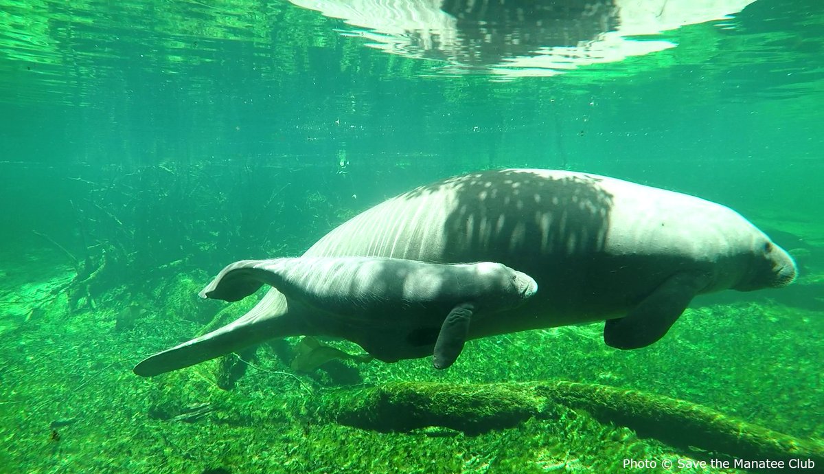 It’s a fact! 
Adult manatees usually swim single file, but calves travel parallel to their mom, behind her flipper. It’s possible that the animals can communicate most effectively in this position and the calf can nurse while swimming!  savethemanatee.org/facts