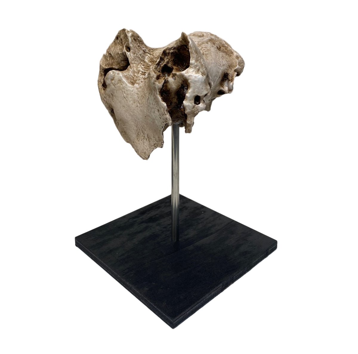 3/3 - 🐐 Resultado final de un trabajo realizado para un Museo Escuela de la provincia de León, en Oseja de Sajambre, de unas copias de dos cráneos de animal. Impresos en PLA+, tratados y pintados por un profesional!🦌 #leon3d #3d #impresion3d #3dprinting #leonesp #replica #museo