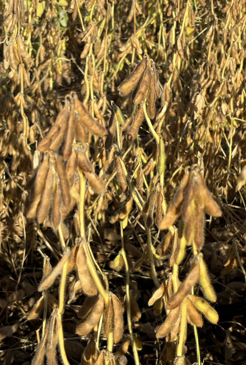 GreenKeyAg's tweet photo. How it started, how it’s going https://t.co/KjThdeg0F2