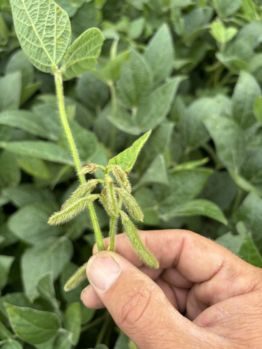 GreenKeyAg's tweet photo. How it started, how it’s going https://t.co/KjThdeg0F2