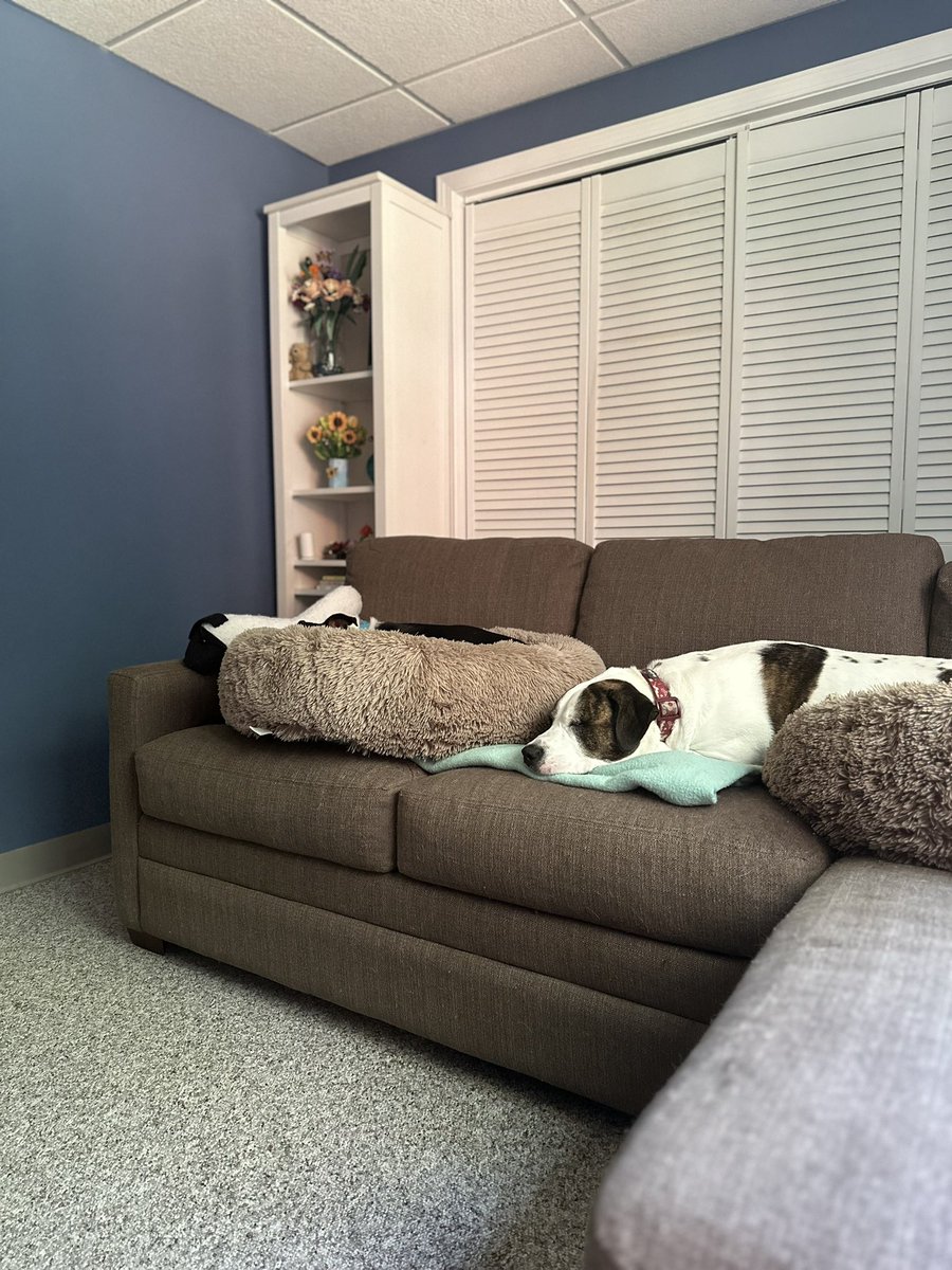 Let’s play a game, it’s like Where’s Waldo, but the name is Where’s Buzzie? 1…2…3 GO!! 😂🤣😂 - Love Quinnie ❤️