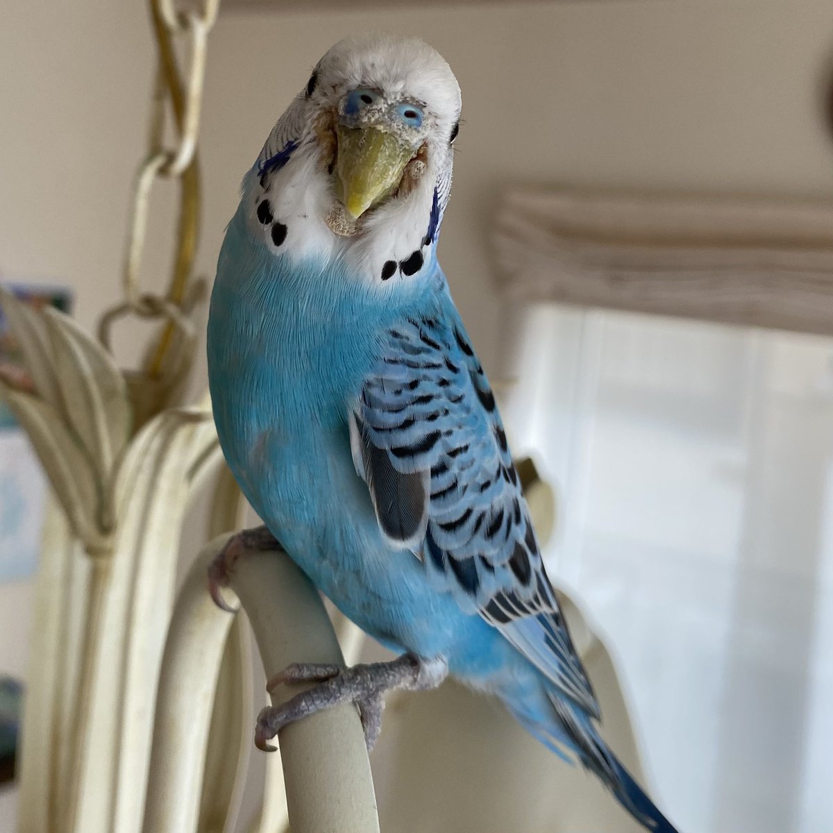 迷いインコ保護中 (@P6jfk1jzts45095) / Posts / X