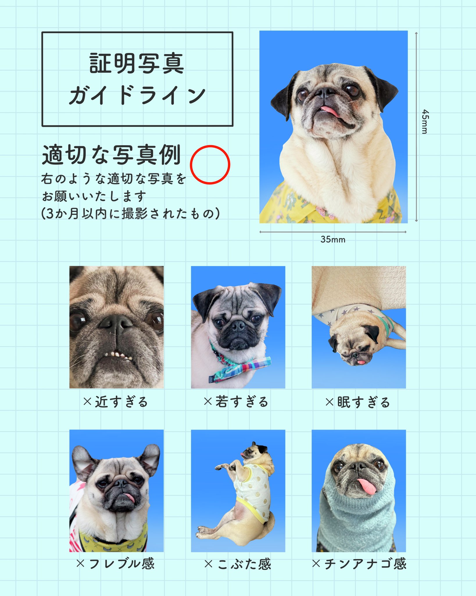 アーティストの証明写真 証明写真ガイドライン - Search / X
