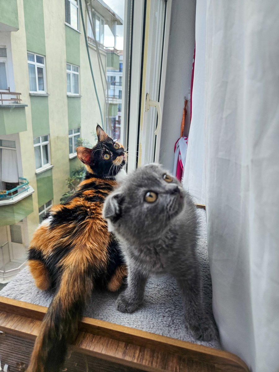 ✨ LÜTFEN RT YAPAR MISINIZ  ✨
Cookie'yi yakın zamanda kısırlaştıracağım. Umut bebeğin de artık aşılarına başlama zamanı geldi. 🤍 Dükkandan elde ettiğim gelir ve babamdan aldığım yetim aylığı harici bir gelirim yok maalesef şuan için. 💖Dükkanımdaki ürünlere göz atarsanız çok