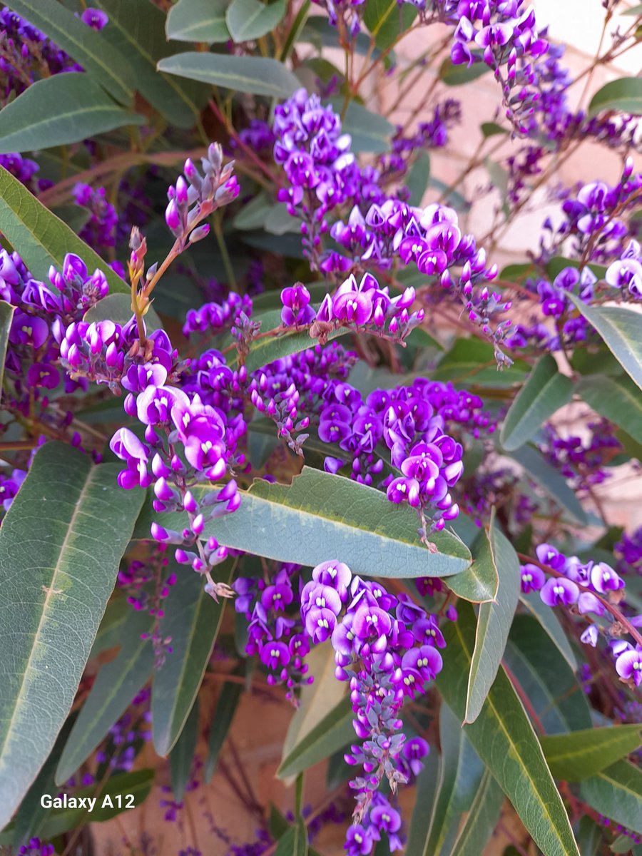 Laura Chien tweet media