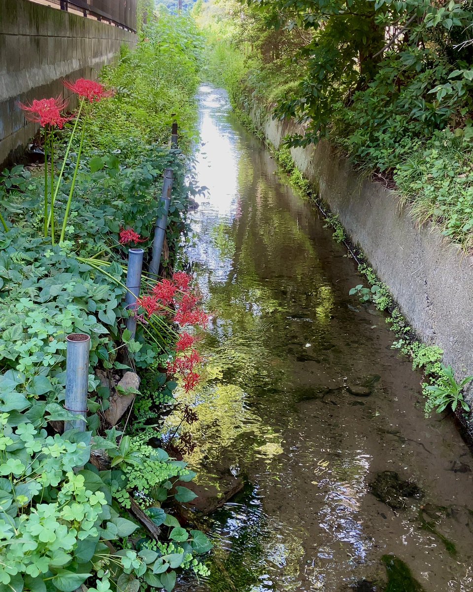 frog_frog's tweet photo. やっと、秋が訪れた。
（落川用水／日野市） https://t.co/AAiJ79c9Qm