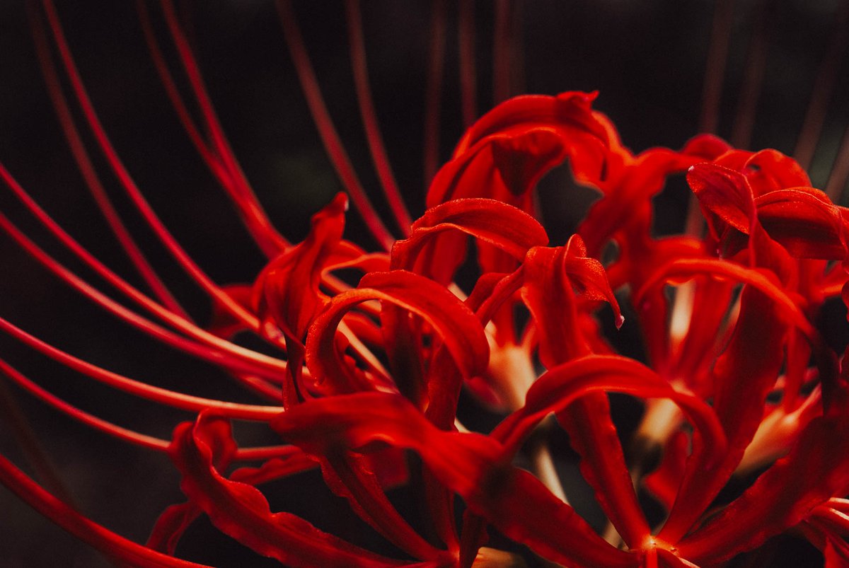 t_informations's tweet photo. #オールドデジイチ 流行ってるらしいね。
#sonya100 #ccdsensor
#minolta50mm28macro #minoltalens
#clusteramaryllis
#彼岸花 #花 #日本の風景
#これソニーで撮りました
#ダレカニミセタイケシキ
#写真好きな人と繋がりたい
#カメラ好きな人と繋がりたい
#東京カメラ部
#何気ない瞬間を残したい https://t.co/OPBazkWUff