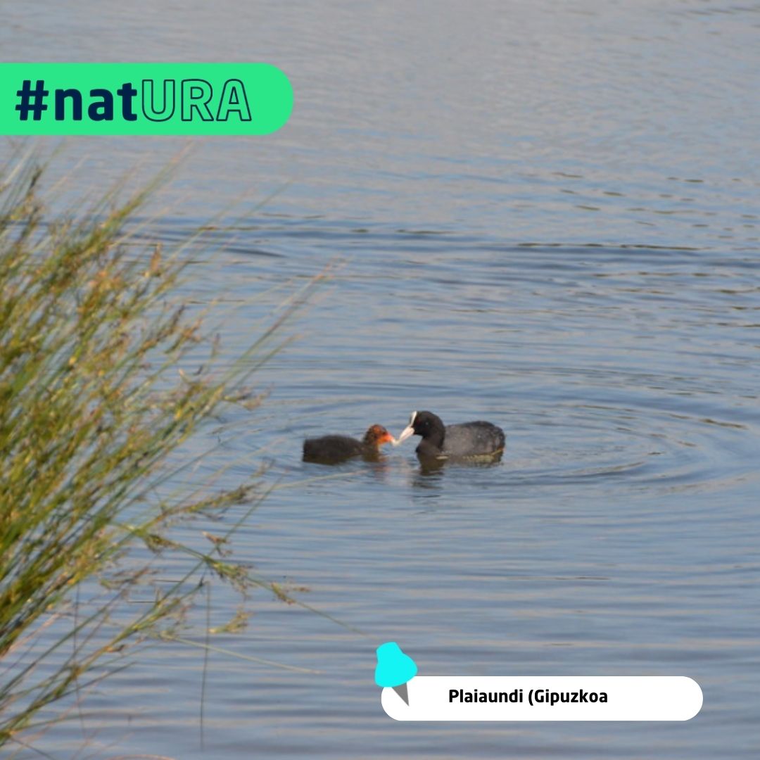 uraEJGV's tweet image. 🐦 Plaiaundi, un refugio para aves migratorias.

Focha común, ánade y espinoso son algunas de las especies que habitan en este espacio recuperado, clave para la biodiversidad y el paso de aves migratorias.

#UradaGugara #Plaiaundi #Txingudi
