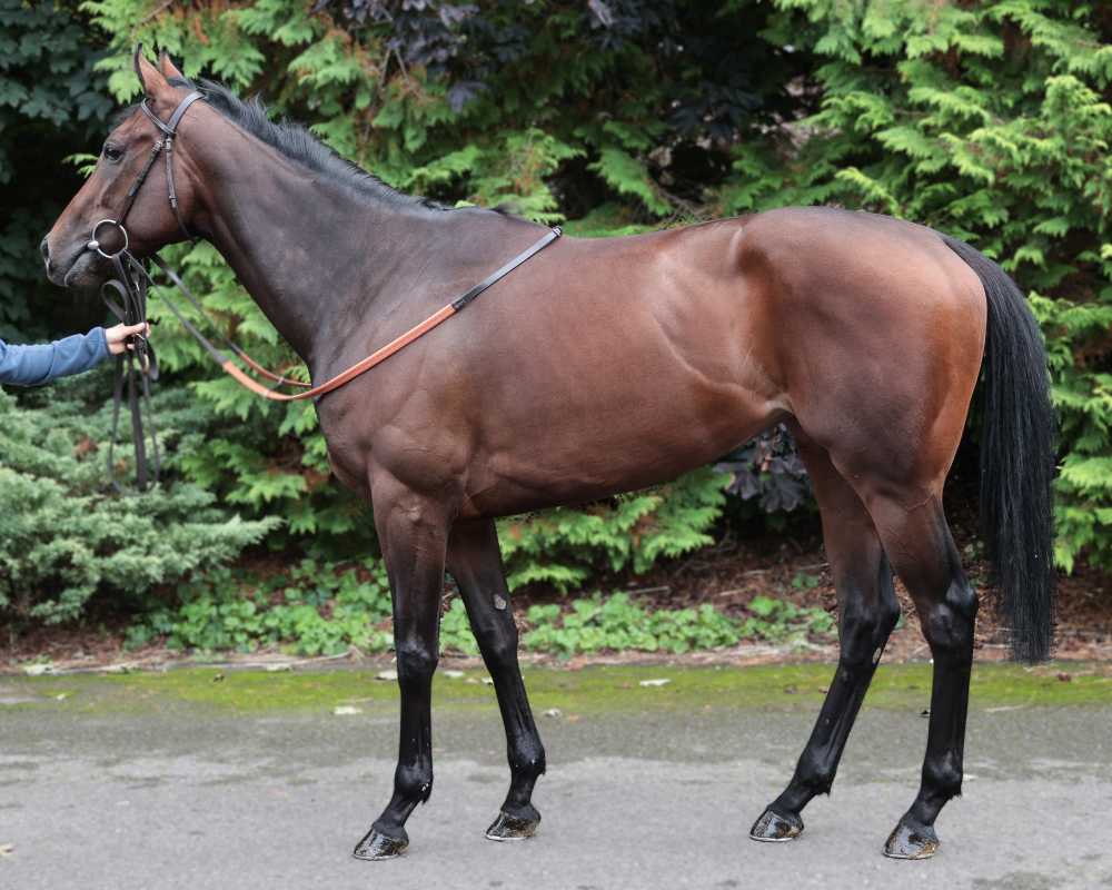 ThoroughBid tweet media