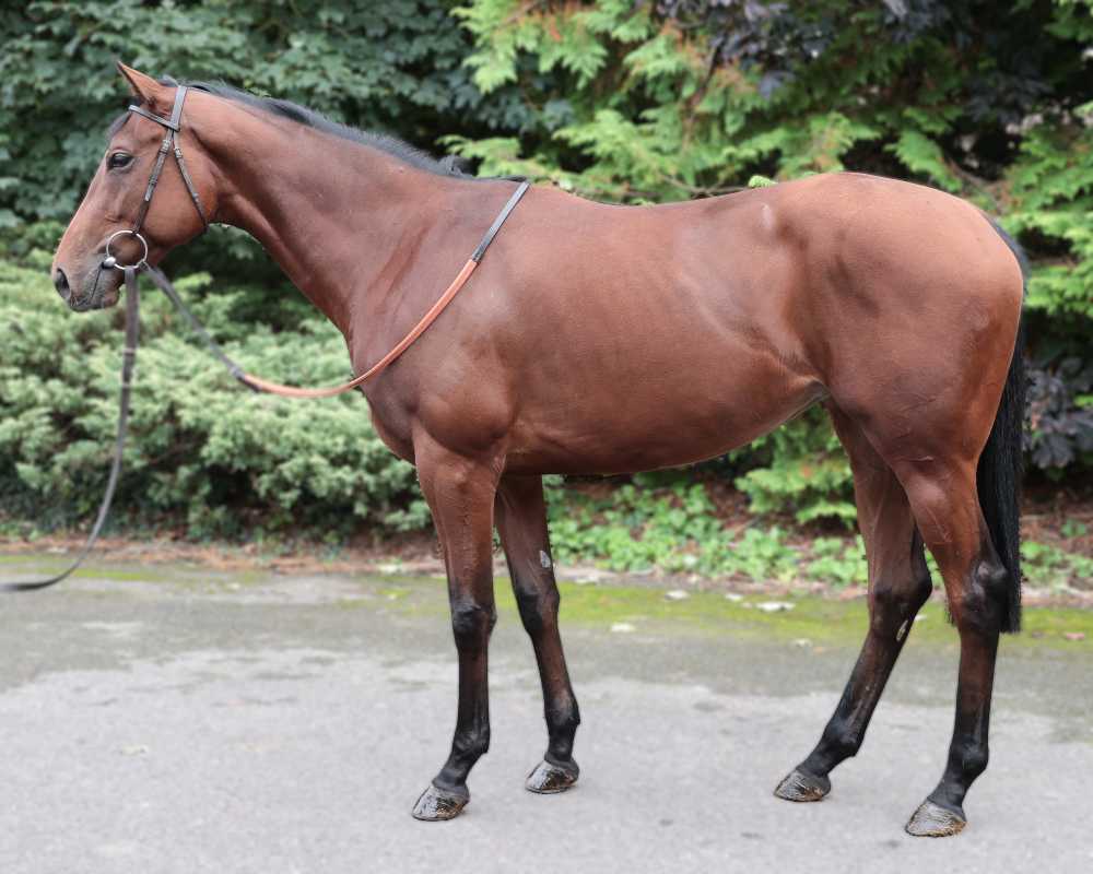 ThoroughBid tweet media