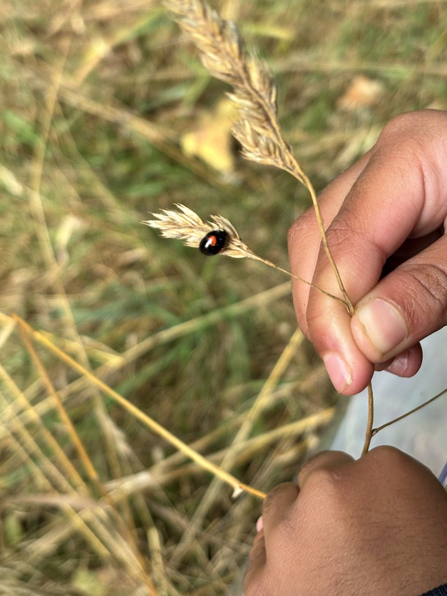 🍁 🌳 OUTDOOR LEARNING 🌳🍁

A fun start to the morning for year 3 in their outdoor learning lesson. The children have been using sticks and leaves for algebra equations and identifying sticks, leaves and mini beasts! Well done year 3 👏<a href="/ForestSchoolUK/">Forest Schools UK</a> <a href="/WeAreBDAT/">BDAT</a> <a href="/OutdoorLearnSch/">The Outdoor Learning School</a>