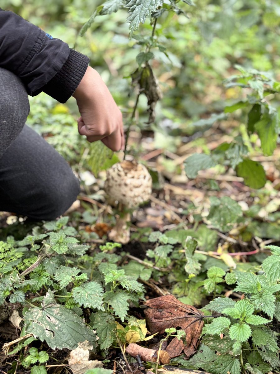 LadyRoydPrimary's tweet photo. 🍁 🌳 OUTDOOR LEARNING 🌳🍁

A fun start to the morning for year 3 in their outdoor learning lesson. The children have been using sticks and leaves for algebra equations and identifying sticks, leaves and mini beasts! Well done year 3 👏@ForestSchoolUK @WeAreBDAT @OutdoorLearnSch https://t.co/uRtPgpQeCR