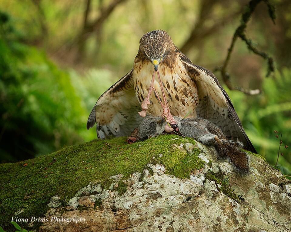 world_of_wings's tweet photo. East Kilbride Camera Club joined us for a Photography Morning at the weekend.
#cameraclub #eastkilbride #photography #birdofprey #raptor #birdofpreycentre #cumbernauld #dayout #thingstodo
๐ธ Fiona Brims
3/3 https://t.co/jJgO5oDE3x