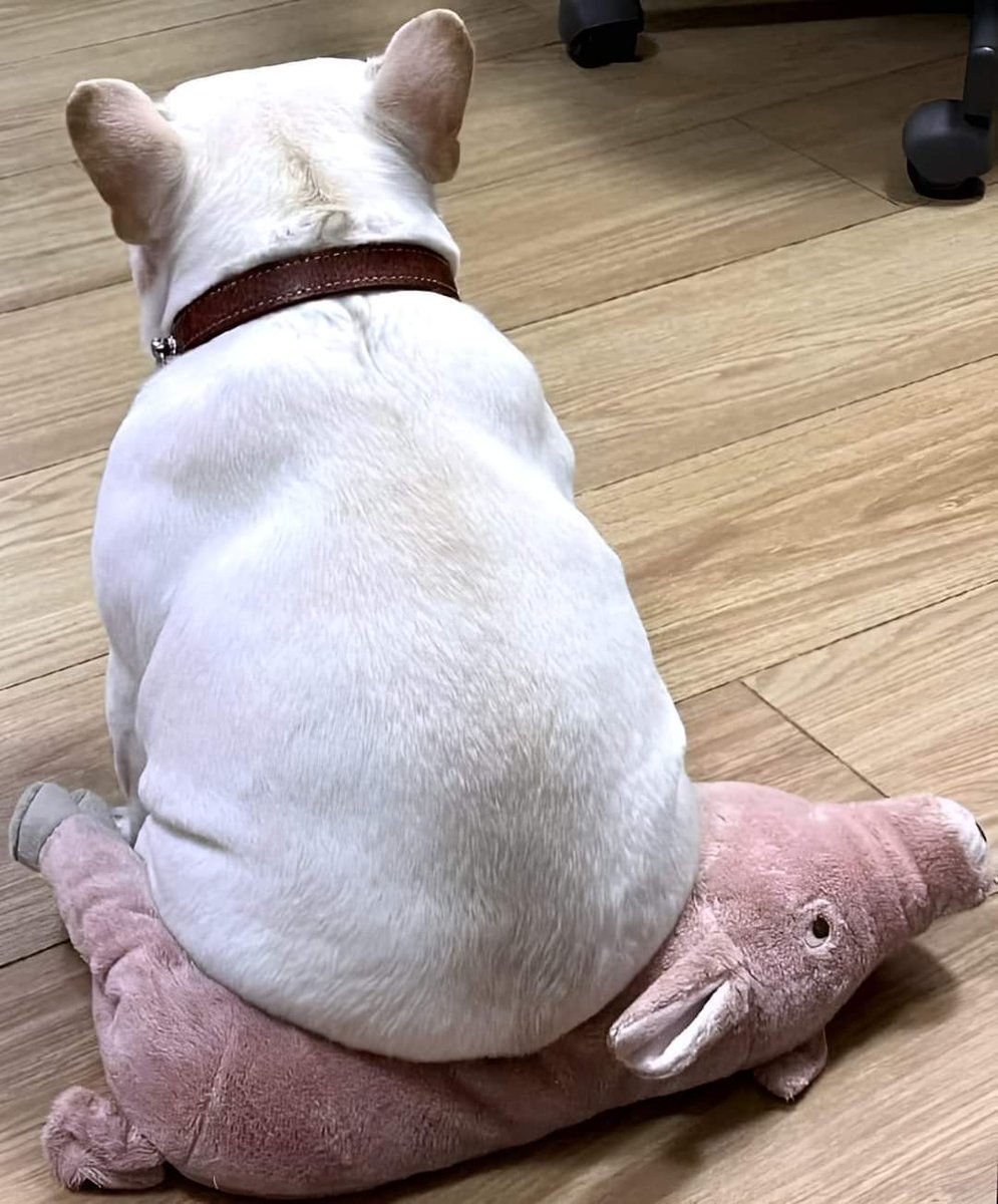 Frenchie Owners tweet media