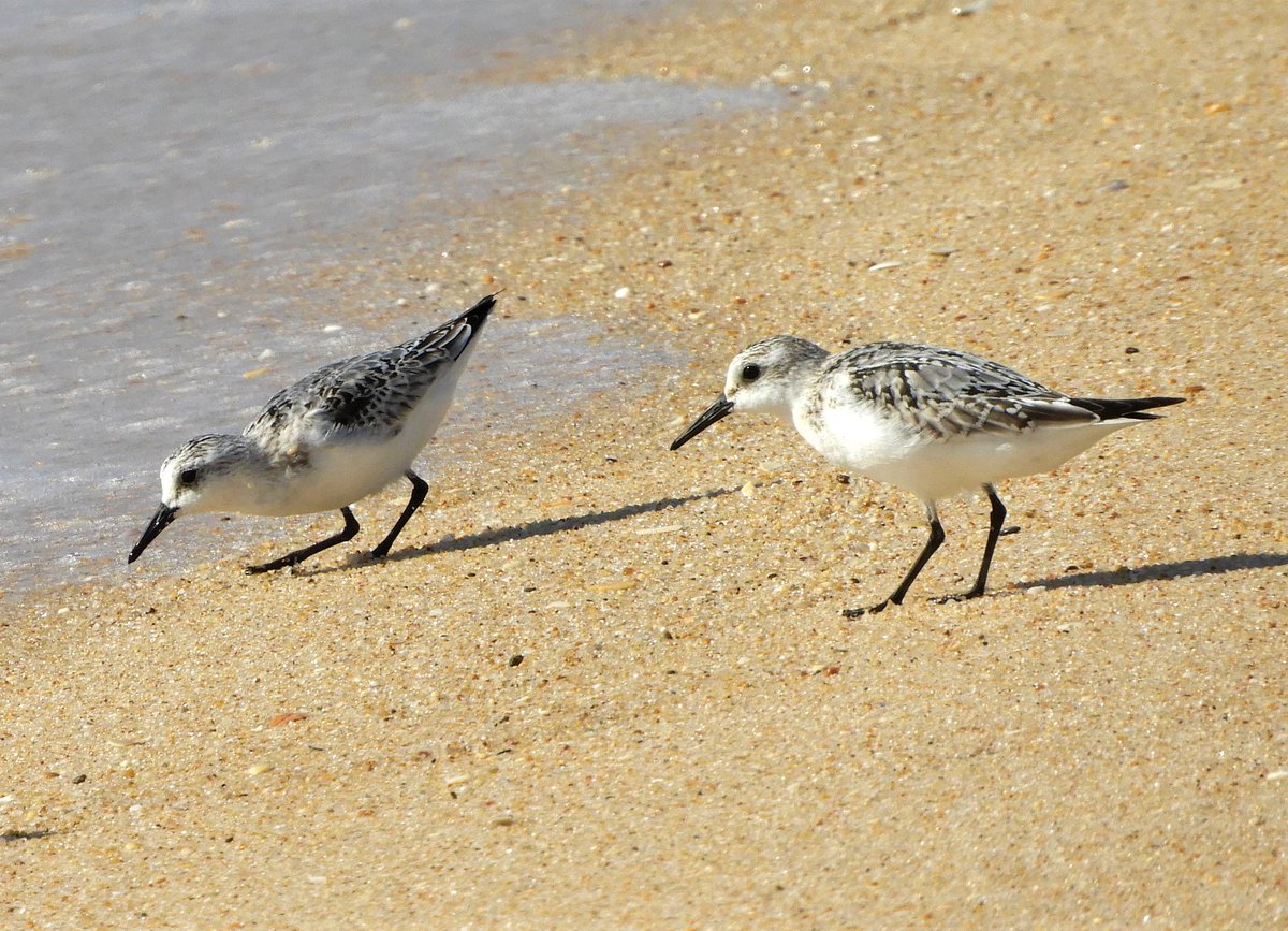 Atlant_Migrants's tweet photo. New paper on #sanderlings Calidris alba in Portugal βΌοΈ
Directed counts reveal a much larger population than previously thought
Check it out here: https://t.co/0ajMYvBa9N
#waders #shorebirds #citizenscience
πΈ: SΓ³nia Cruz https://t.co/jtcuqO8LnD