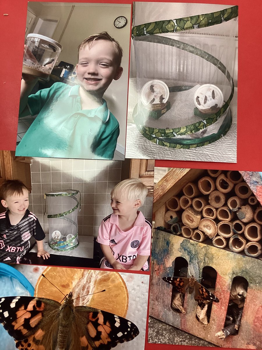 WMPrimaryF1's tweet photo. After taking the Trunki with the story of the hungry caterpillar in, Leo brought in his photos of when he had caterpillars and how they changed into butterflies! Thank you - it was lovely to see them! https://t.co/qHMWzvqqIO