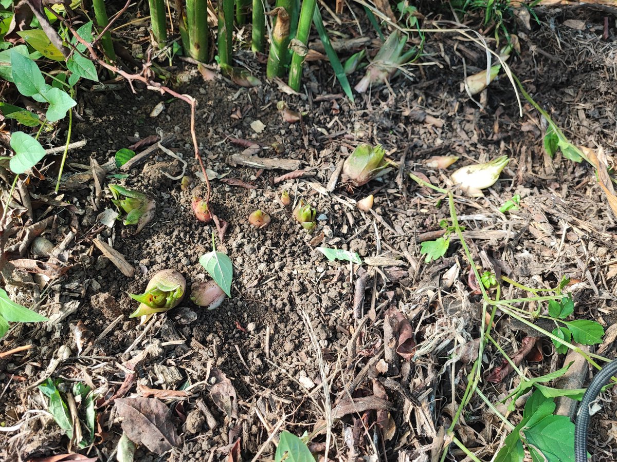 Madam_Fujiko's tweet photo. While pulling out some weeds, I found "Myoga" /Japanese ginger! 😋
#INASHIKINEST
#ミョウガ #Myoga #キッチンガーデン https://t.co/PqpTSDyWL7