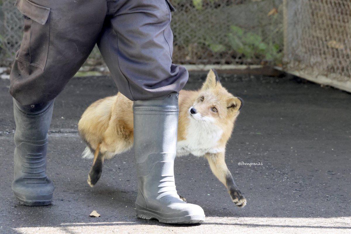 スタッフさんにぴったりついていくコンちゃん #北きつね牧場