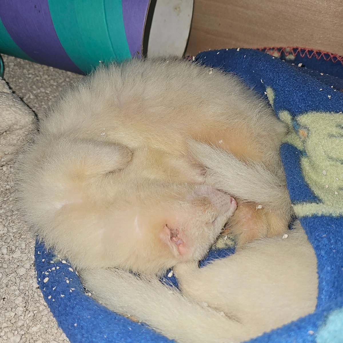 FarplaceRescue's tweet photo. Our new boys (bandit and chaos) enjoying a little snooze this afternoon
#farplaceanimalrescue #adoptdontshop #ferretsuk https://t.co/dxRtkMHjYt