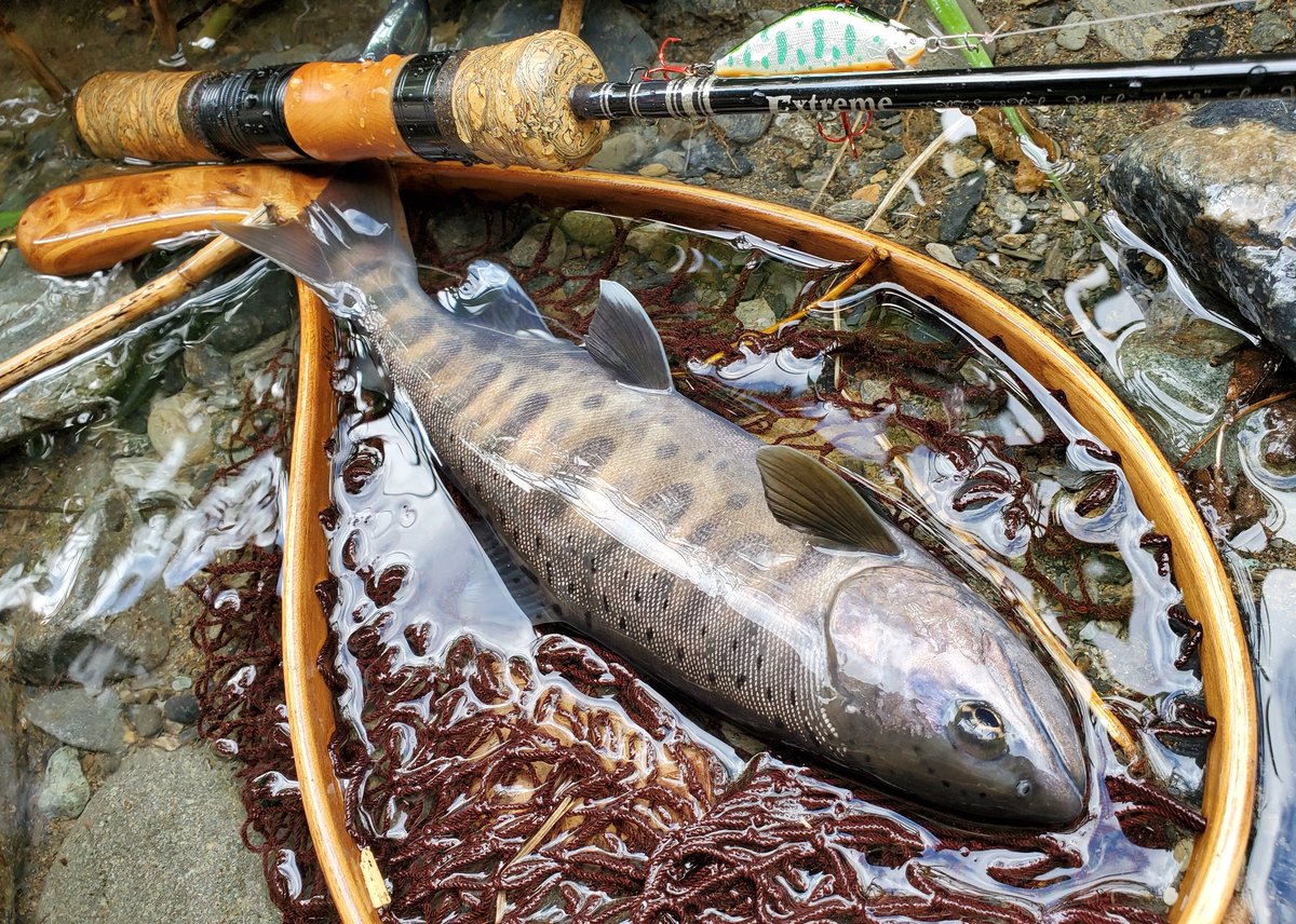 s3ba777's tweet photo. 2024.9.25
沿岸河川支流枝沢

#ヤマメ
#山女魚
#イワナ
#岩魚 https://t.co/jMvchsYJQy