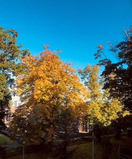 AustinFAlumni's tweet photo. We've had some beautiful autumnal mornings in Cumbria recently, we're very lucky to have such a lovely school and grounds! 🍂🍁🌻😎 https://t.co/Ws2ekQaYBz