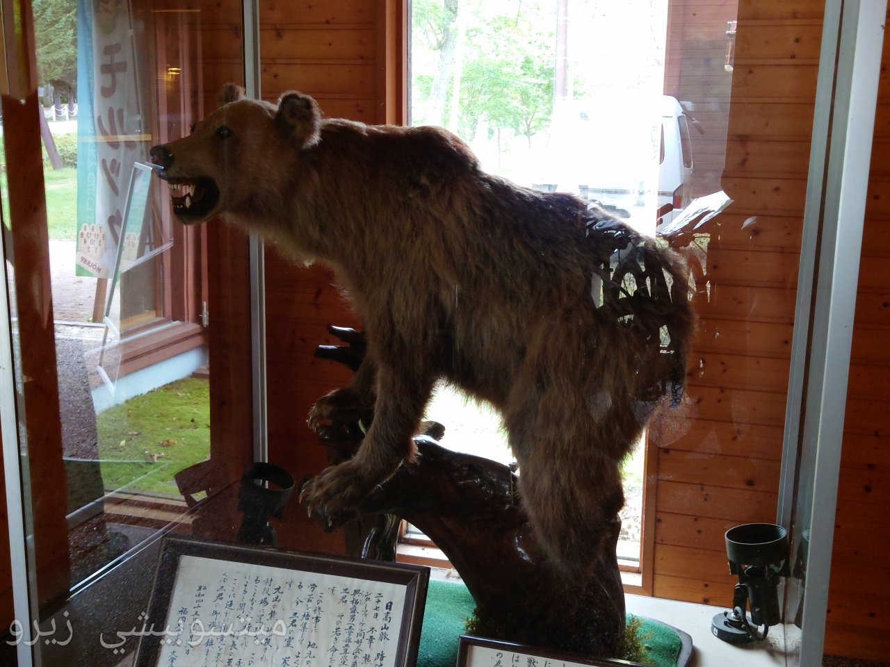 クマの剥製 中山 クマの剥製 中山 ファイル:日高山脈山岳センターに展示される加害羆