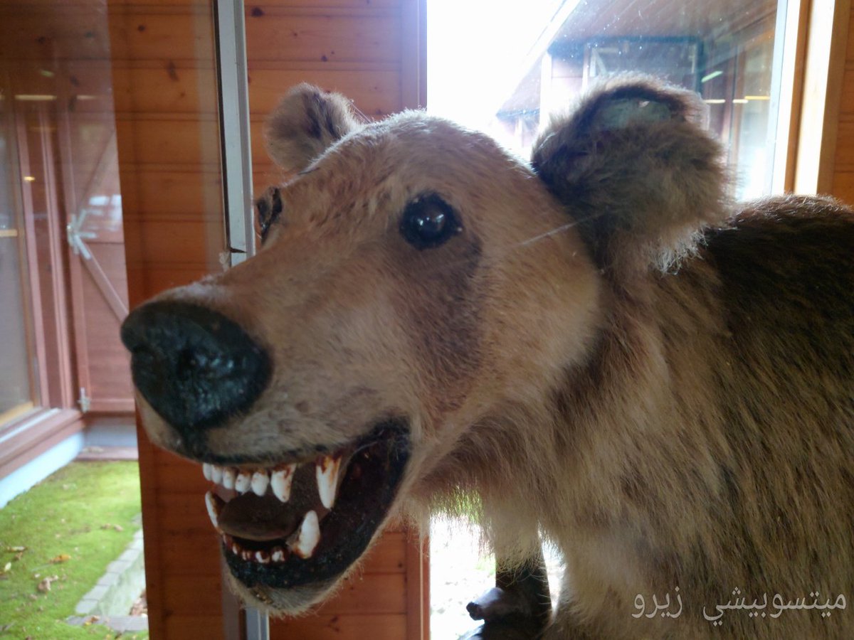 殺人クマちゃんの剥製 1970年(昭和45年)7月、福岡大学ワンダー