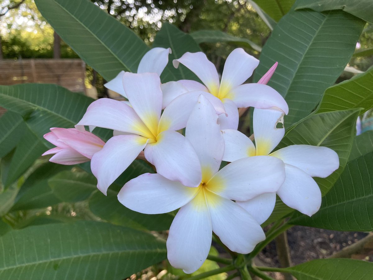 jonmrdk's tweet photo. @TheFlowerShow My favorite flower https://t.co/hjKglURj49