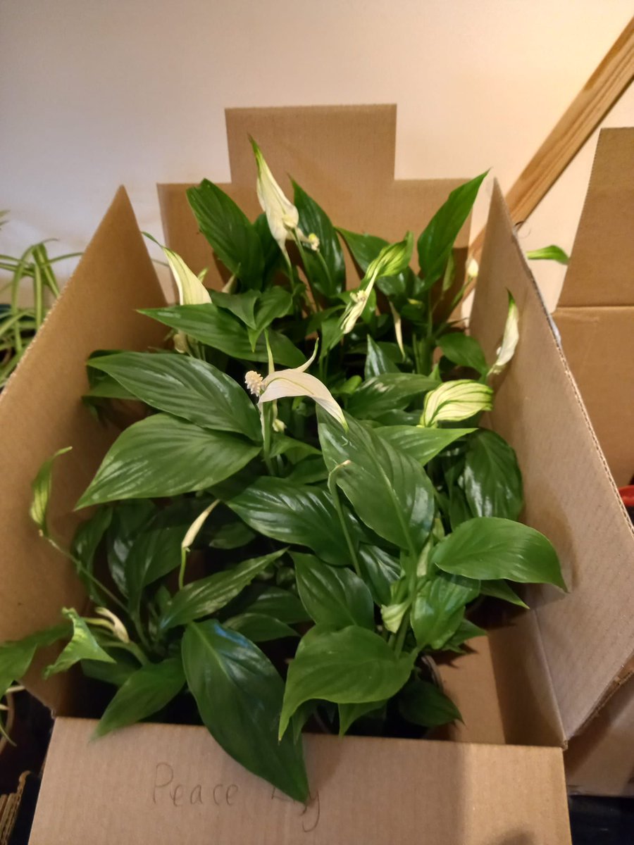 Refugee_Women's tweet image. 📢 Will you be joining us for our Plant Pot Painting Event this evening? 

There are still tickets available! 👇 
buff.ly/3ANzvsT 

You'll also have the chance to enter a raffle and buy a plant for your home 🌱 

#ThingsToDoInLiverpool