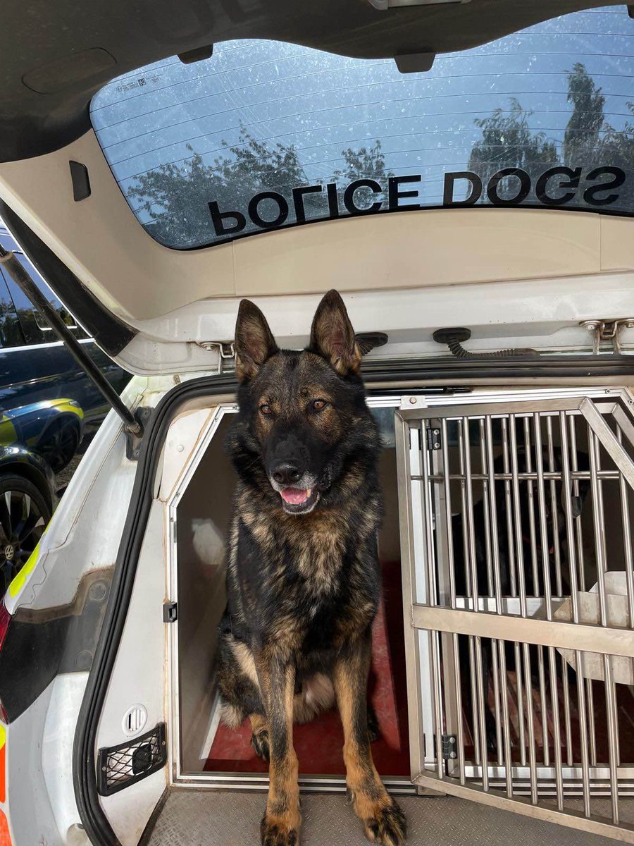 Dog units were deployed to reports of a male with a large knife. PD Tom and PD Loma were deployed. they saw a male fleeing the location.
PD Tom was soon to catch up with the suspect who was the detained and arrested, a large kitchen knife was also found at the scene.