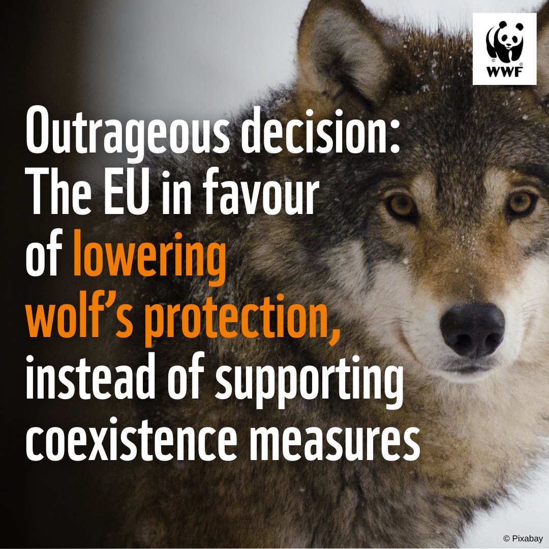 🚨 BREAKING: EU countries agreed to adopt the Commission's proposal to lower the wolf's protection status.

Instead of looking for solutions, such as investing more in preventive measures to achieve coexistence, the EU chooses to allow wolf hunting...

A shameful day for the EU.
