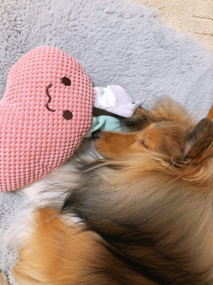 佐吉がいるから頑張れるけど、結構疲労困憊でメンタル豆腐になっておるとですが、佐吉撫でてキャラメルポップコーン食べると復活するのでセブンさんに寄ろう。