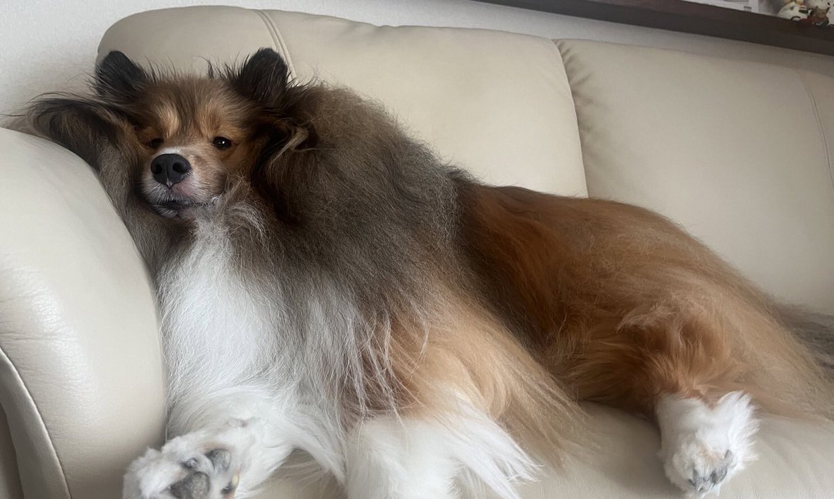 昔のちびもふと、今のもふもふ。
小さな頃の方が凛々しめだったのに、今は凛々しい顔しなくなったとです。