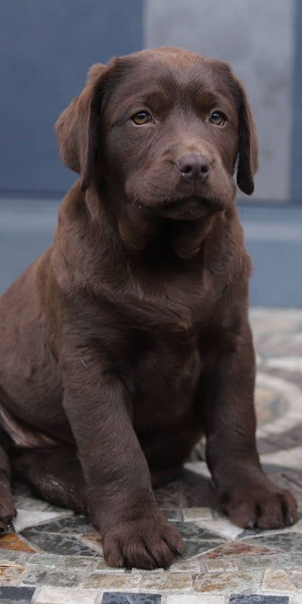 Labrador Lover tweet media