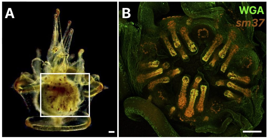 Behind the paper: Highlighting skeleton-producing cells during the development of a pentaradial animal

<a href="/HeidiMTate/">Heidi Tate</a> takes us through her master's research project on the development of the sea urchin juvenile body plan:
thenode.biologists.com/behind-the-pap…
