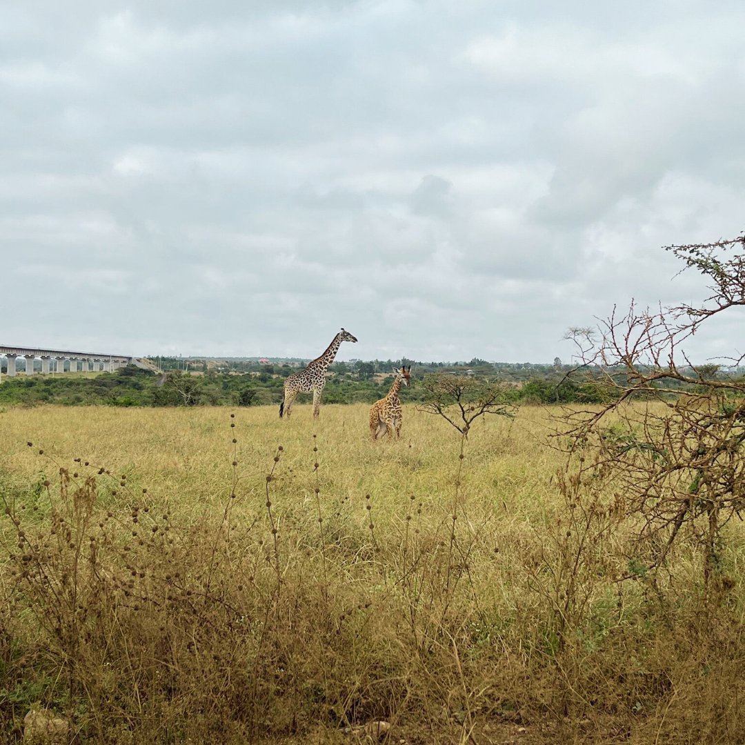 AcFamsUK's tweet photo. We had a fantastic time at our Kenya expos, where we brought 15 leading UK boarding schools to Nairobi. It was great to meet so many enthusiastic families and guide them towards the best school for their children. #UKBoardingSchools #Nairobi #InternationalEducation #ILoveBoarding https://t.co/sY75NwBvqJ