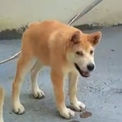 doggohbit's tweet photo. $DOGGO  GOGOGOGO
🐶🐶🐶🐶🍀

#Doggo #MEME #SOL #CG #Dextools #CoinMarketCap #BitMart https://t.co/TlogTryEdl
