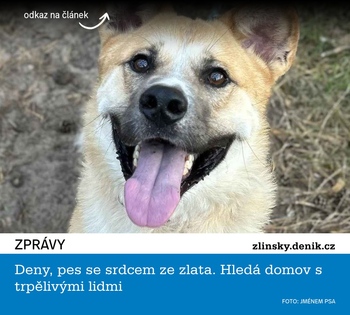 Deny z bzeneckého útulku hledá nový domov. 

Deny, pes se srdcem ze zlata. Hledá domov s trpělivými lidmi - Zlínský deník (denik.cz)