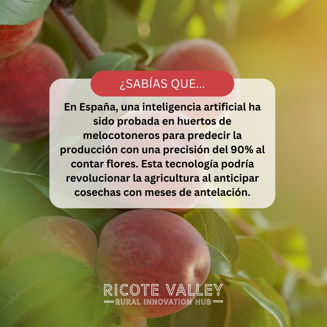¡La tecnología se une al campo de una manera increíble! 🌸🤖

En España, una nueva inteligencia artificial está ayudando a nuestros agricultores a predecir las cosechas de melocotones con una precisión asombrosa del 90%.

Fuente 👉 freshplaza.com