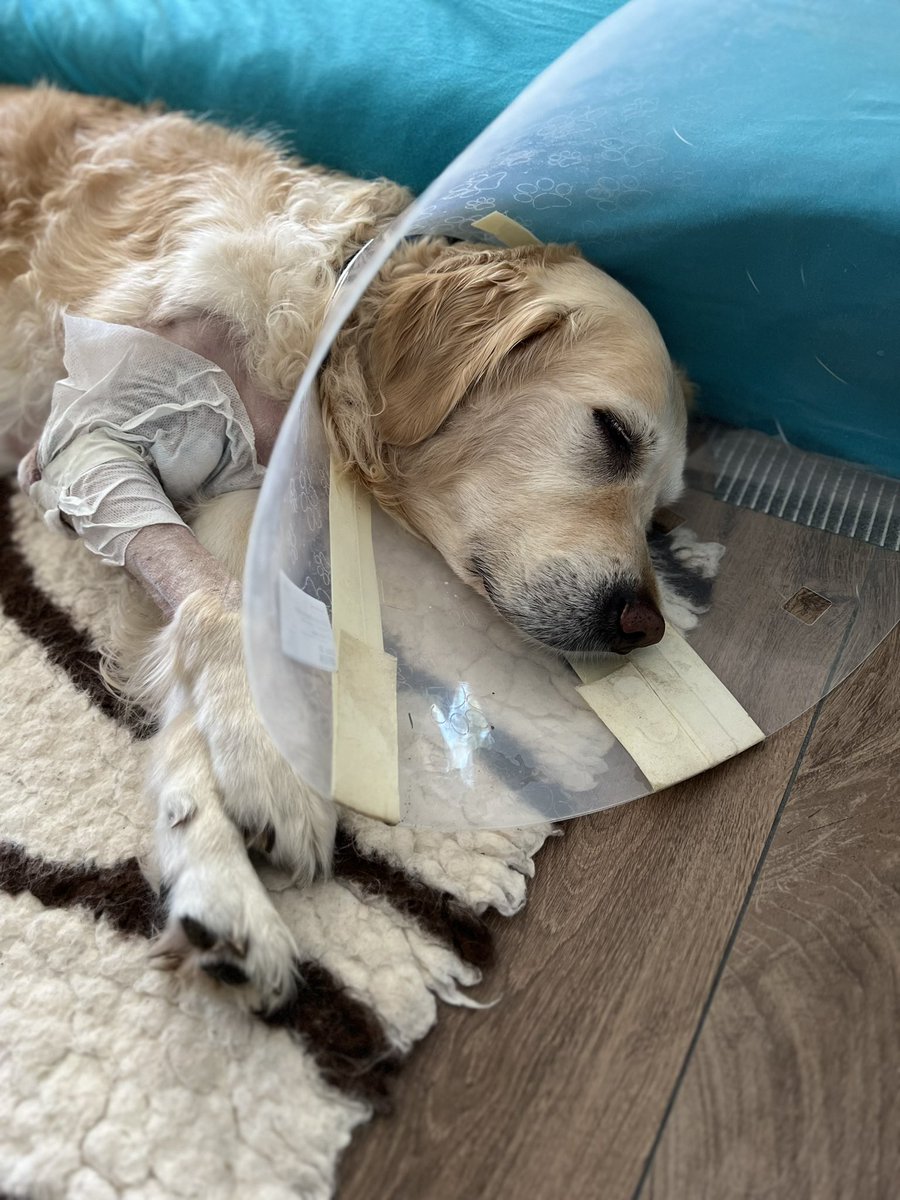 Er hat es soweit gut überstanden! Vielen Dank fürs Daumen drücken ❤️
Jetzt heißt es schonen und gesund werden!