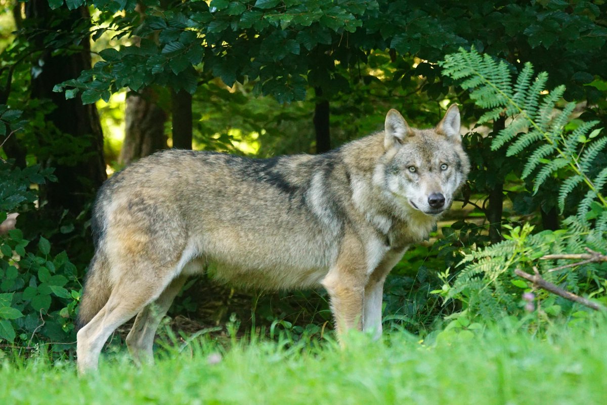 🚨 BREAKING: Europe weakens #wolf protection!
🐺 Crucial to ecosystems and biodiversity, wolves are protected under the Bern Convention and the EU Habitats Directive.
⚠️ Weakening these protections risks endangering ecosystems &amp; #coexistence.
#SaveTheWolf
eeb.org/europe-weakens…