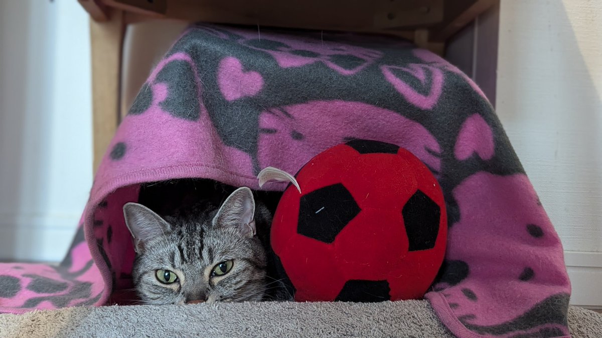 なんか睨まれてる
#猫 #猫のいる暮らし #アメショ