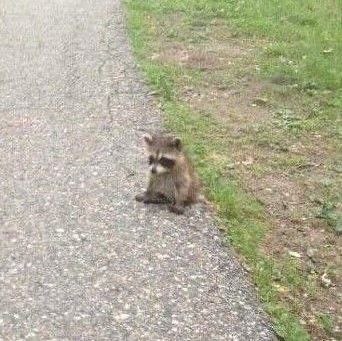 raccoonAuras's tweet photo. smol😭 https://t.co/nnbzRMrEAu